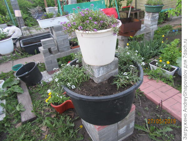 Алиссум вегетатавный Snow Princess. 4 растения в 80 литрах ,это очень мало , нужно 50 - 100 ( сто ) литров на одно растение