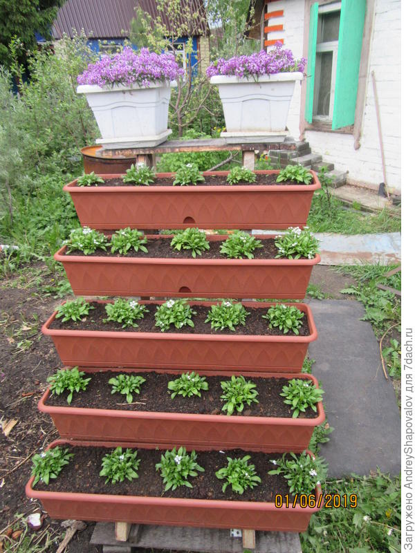 Алиссум ( семенной ) - морской CLEAR CRYSTAL WHITE