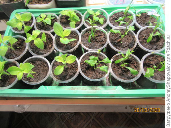 2 партия лобелии вегетативной + черенки петунии