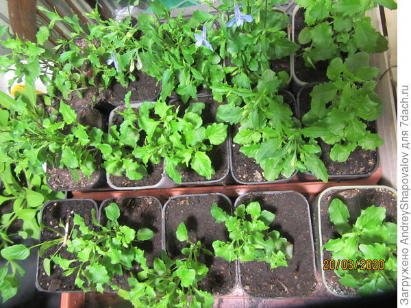 Черенки вегетативной лобелии ампельной