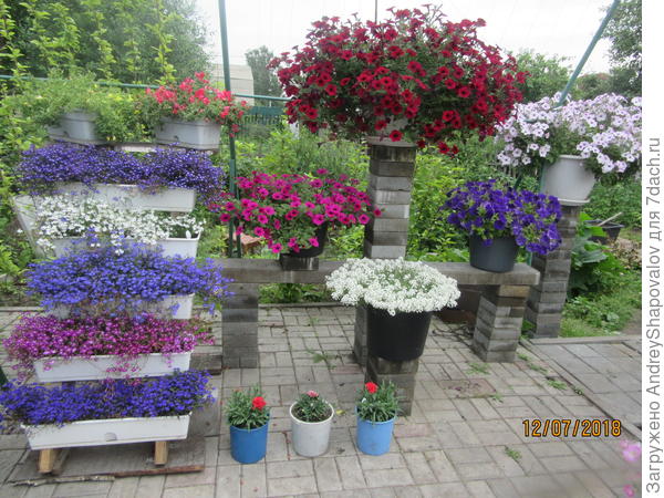 Лобелия регата