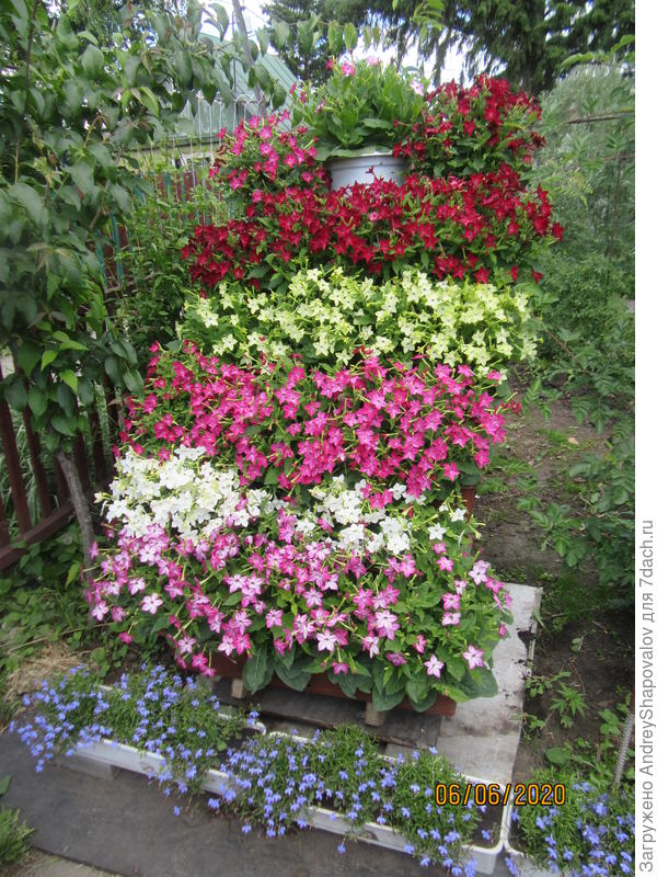 Табак крылатый Саратога