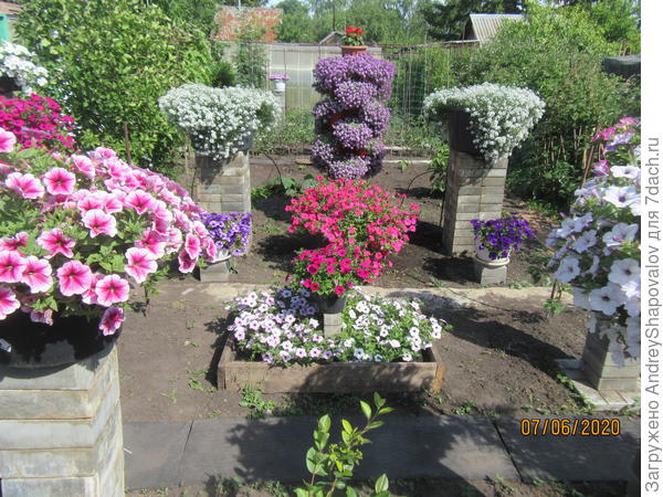 Цветы 7 июня 2020