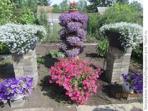 Цветы 7 июня 2020