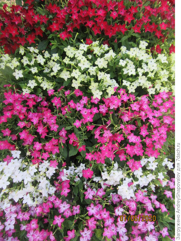 Табак крылатый Саратога