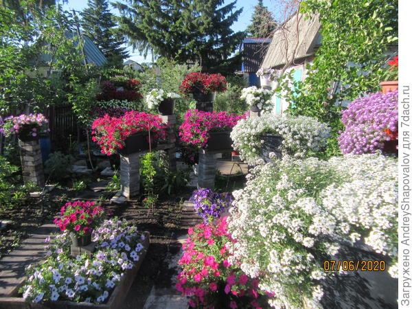 Цветы 7 июня 2020