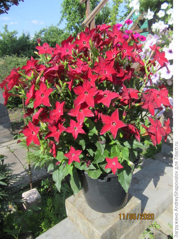 Табак САРАТОГА - одно растение в 5 литрах