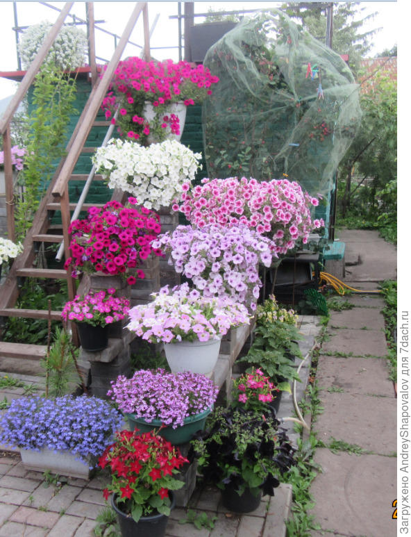 Укрытие от птиц