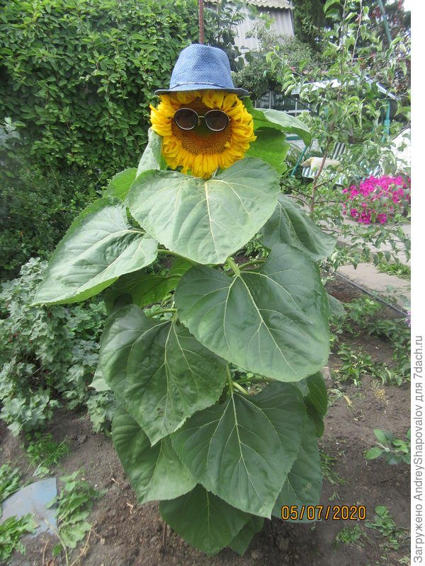 Фотосессия с подсолнухом