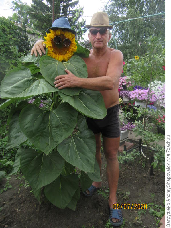 Фотосессия с подсолнухом