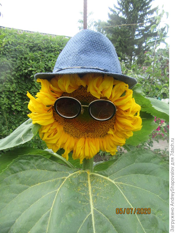 Фотосессия с подсолнухом