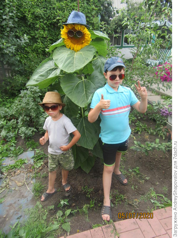 Фотосессия с подсолнухом