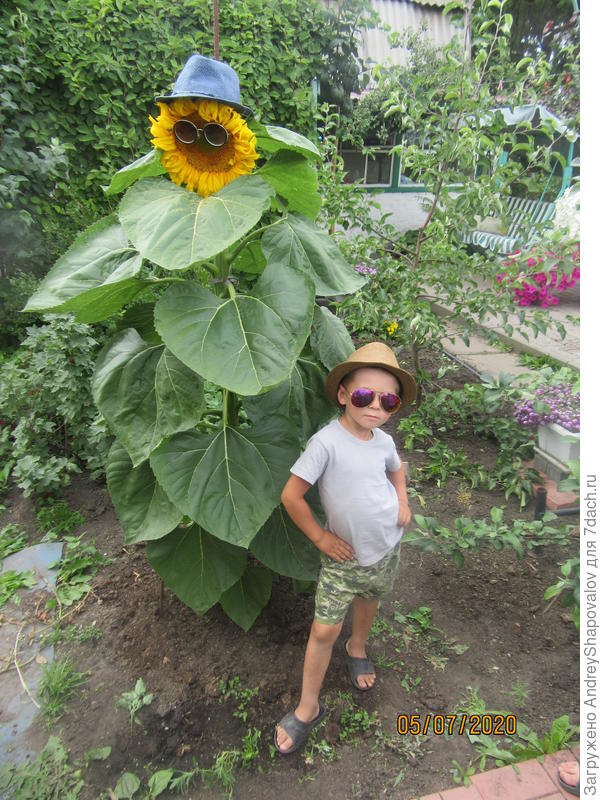 Фотосессия с подсолнухом