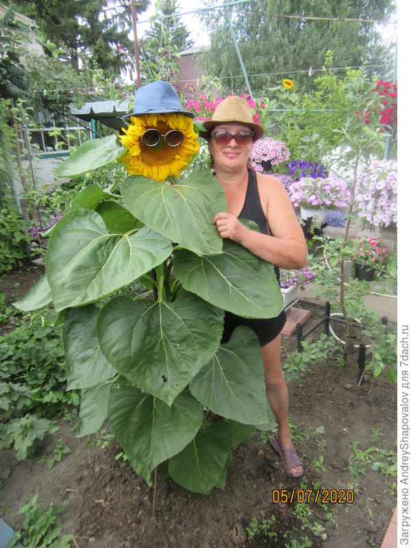 Фотосессия с подсолнухом