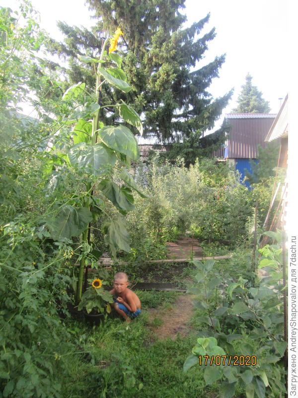 Подсолнухи