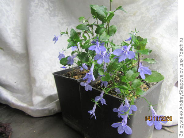 лобелия star blue