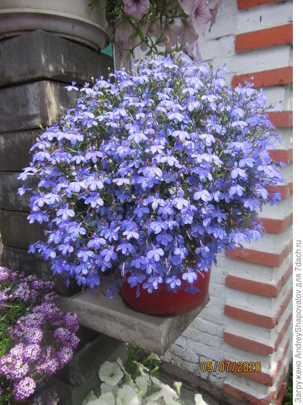 лобелия star blue
