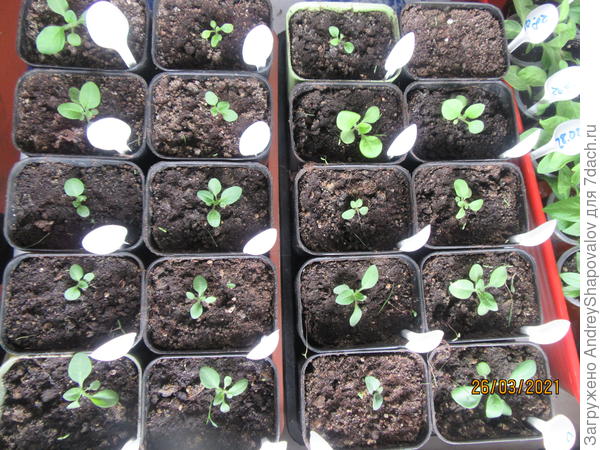 Опера - посев 28  февраля