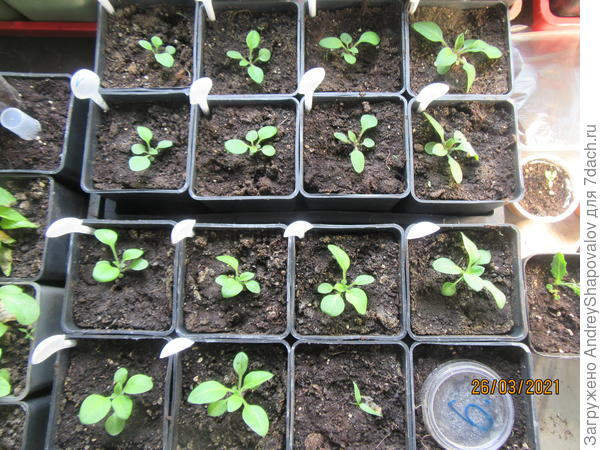 Тайдалы посев - 28 февраля