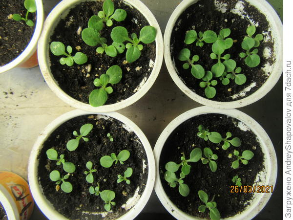 Кустовушки - посев  10 марта .