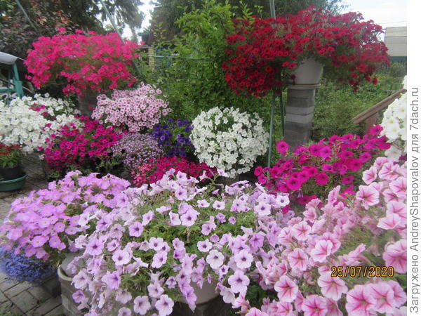 Тайдал Ред велюр