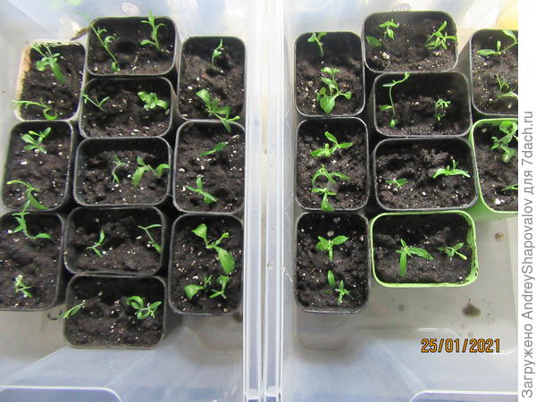 Черенки лобелии ампельной