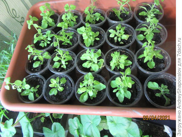 они же через месяц .