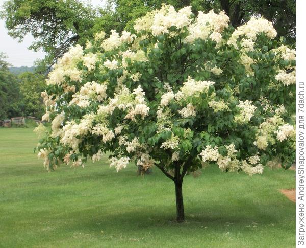 Сирень амурская. Фото с сайта dachnaya-zhizn.ru