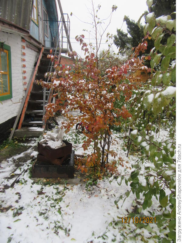 Ирга Ханивуд