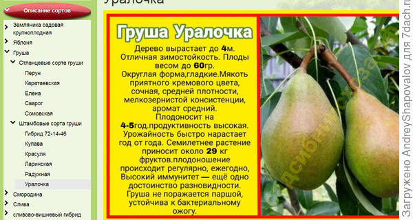 Какой сорт осенней груши выбрать для выращивания в Татарстане? - ответыэкспертов 7dach.ru