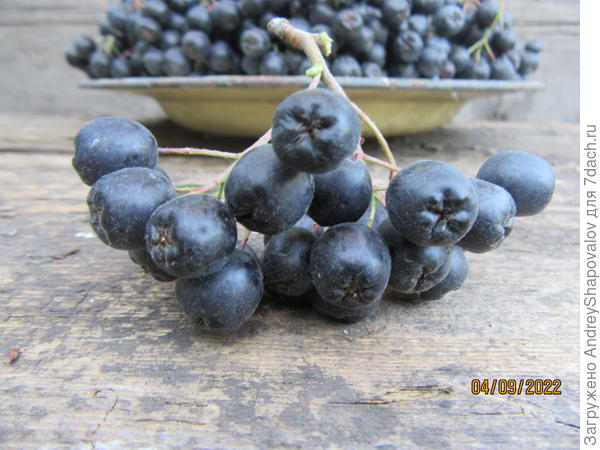 Черноплодная рябина .