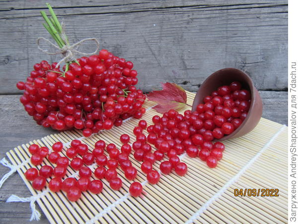 Ягоды  калины . Сорт - Ульгень