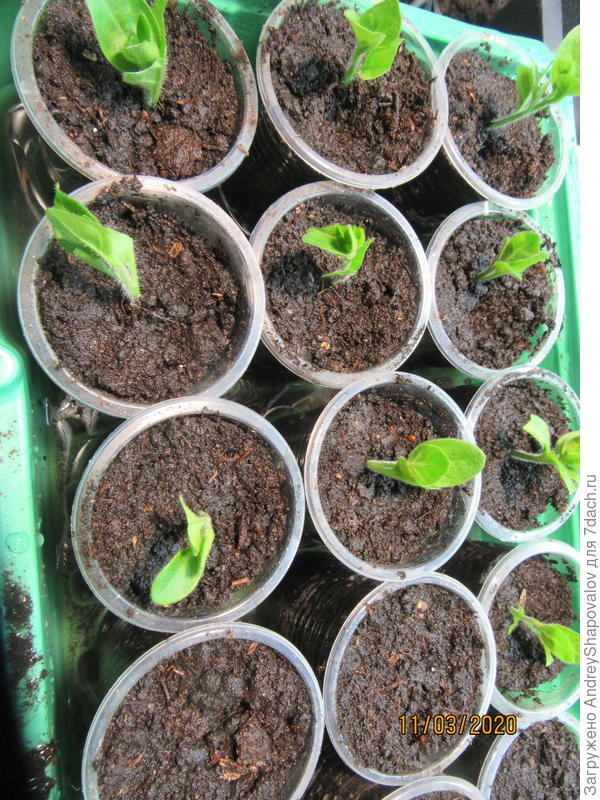 Первая партия черенков