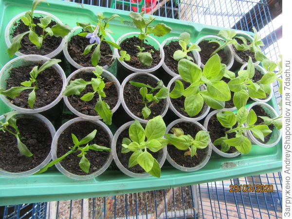 Первая партия черенков