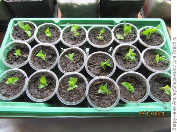 третия партия черенков