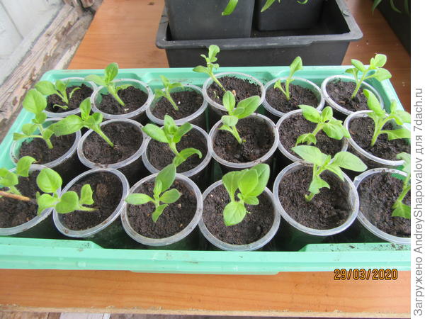 Вторая партия черенков