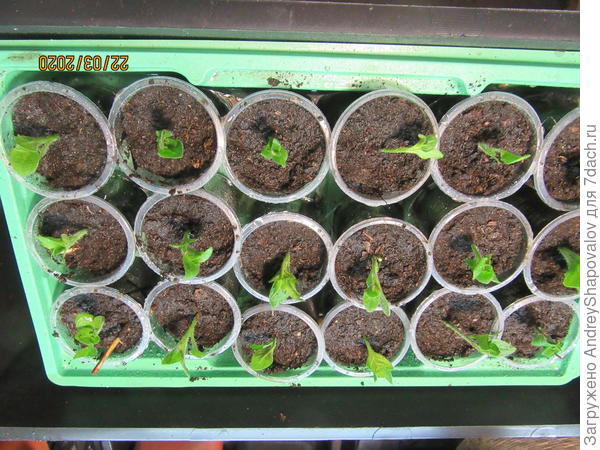 Вторая партия черенков