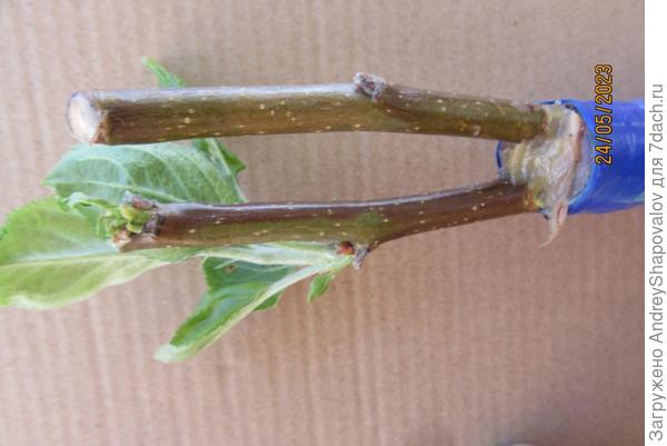 На декоративную яблоню привита обычная яблоня .