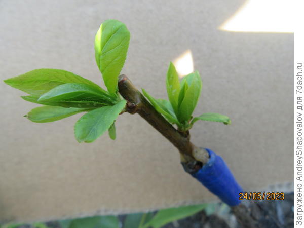 Алыча привитая на Терн