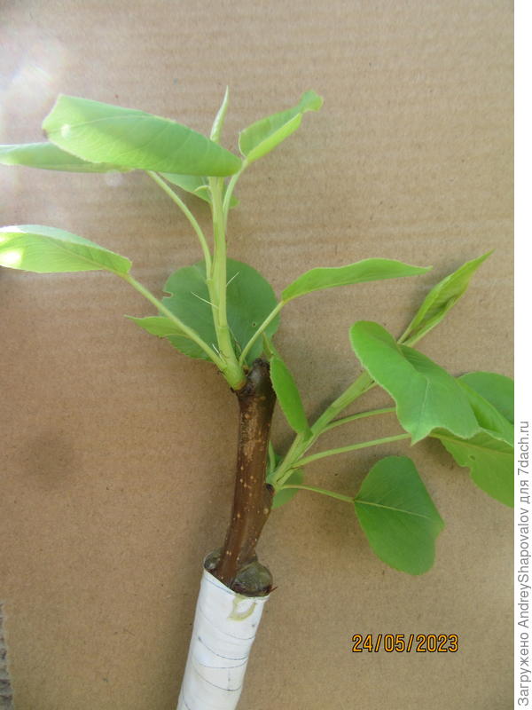 На рябину Сахарная Петрова - привита груша