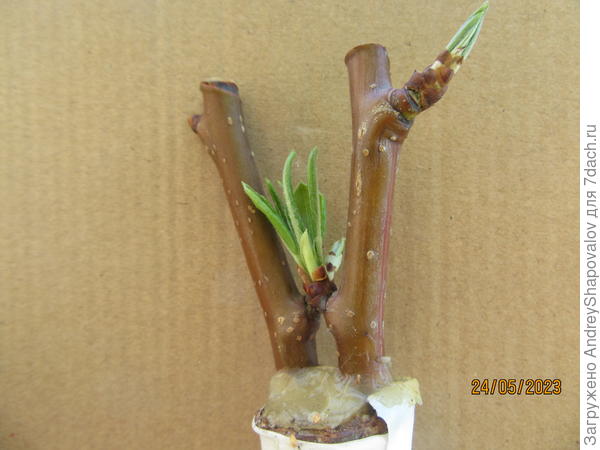 На рябину Ликерная привита груша