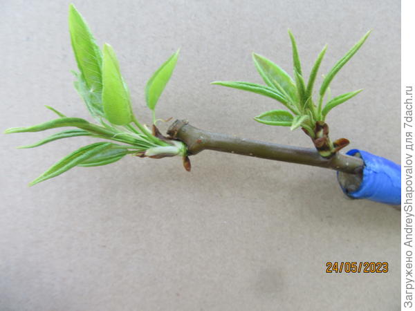 На рябину Гранатная привита груша