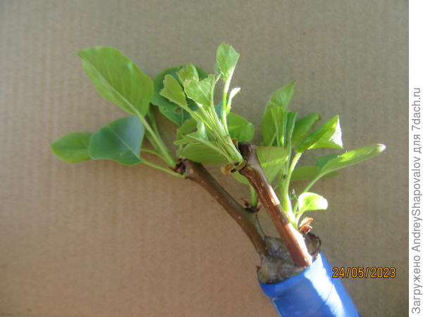 Груша привитая на рябину Сахарная Петрова