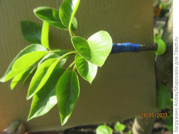 Груша привитая на грушу .