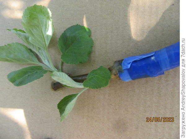 Яблоня  привитая на яблоню