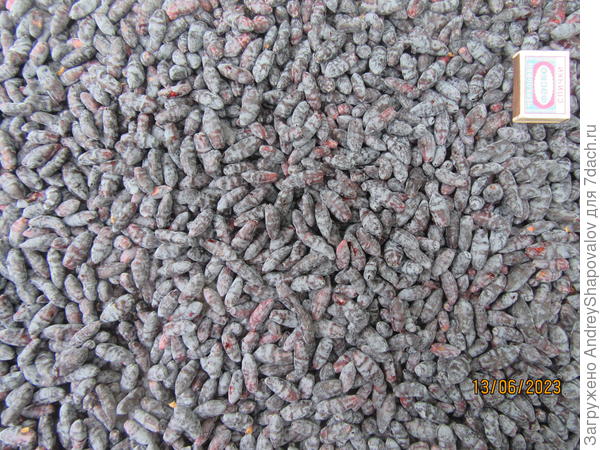 Жимолость - Бочкарский великан .