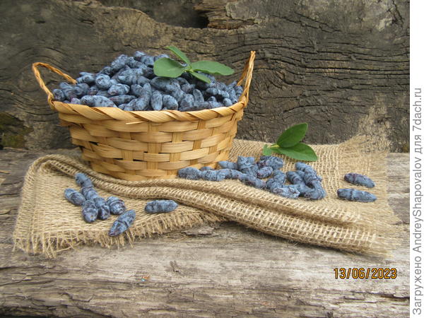 Жимолость - Бочкарский великан .