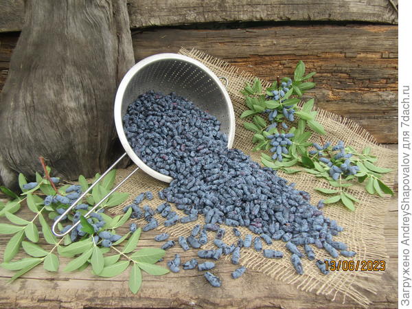 Жимолость - сорт неизвестен .