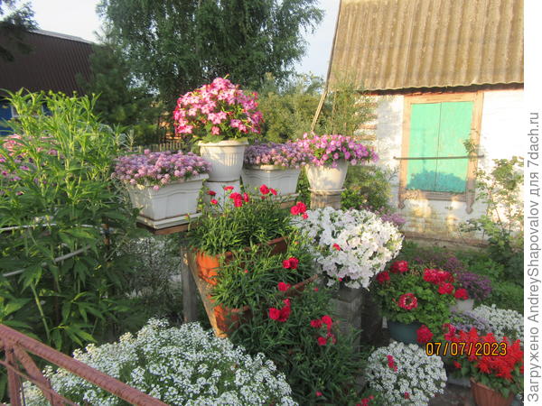 Табак САРАТОГА