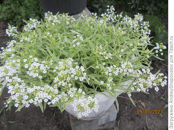 Алиссум вариегатный